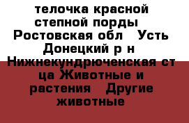 телочка красной степной порды - Ростовская обл., Усть-Донецкий р-н, Нижнекундрюченская ст-ца Животные и растения » Другие животные   